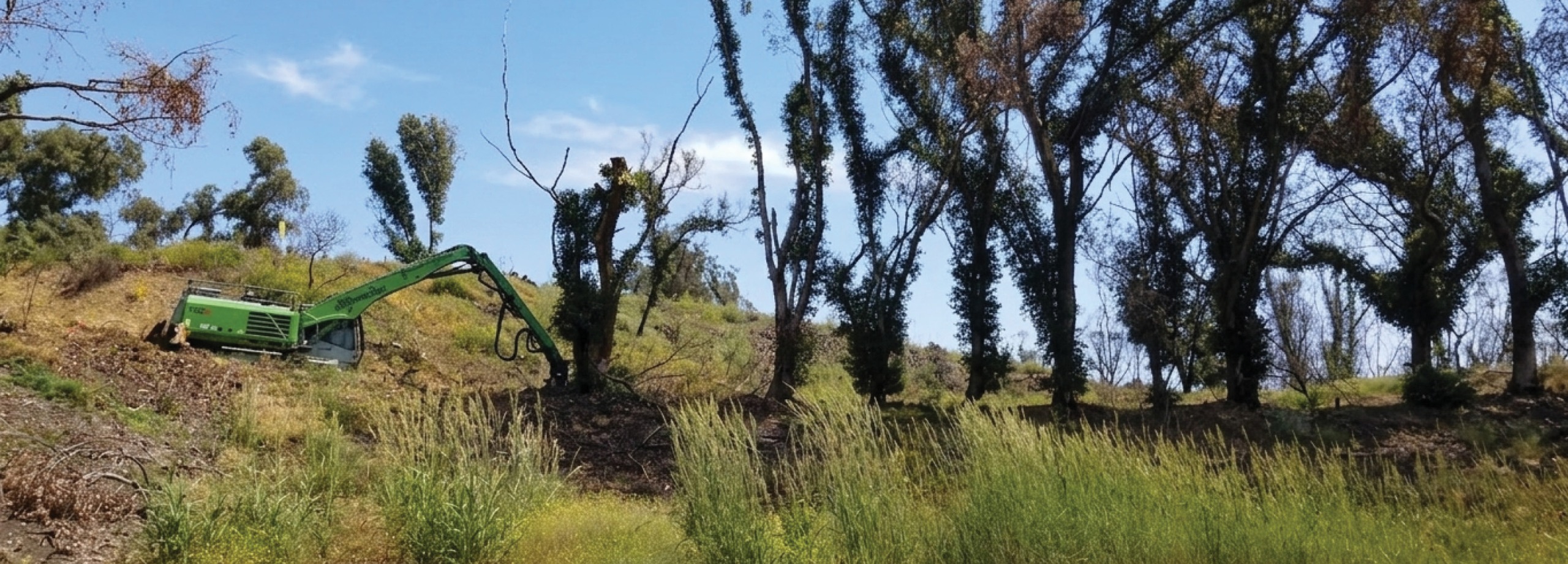 Damaged trees being removed with machinery