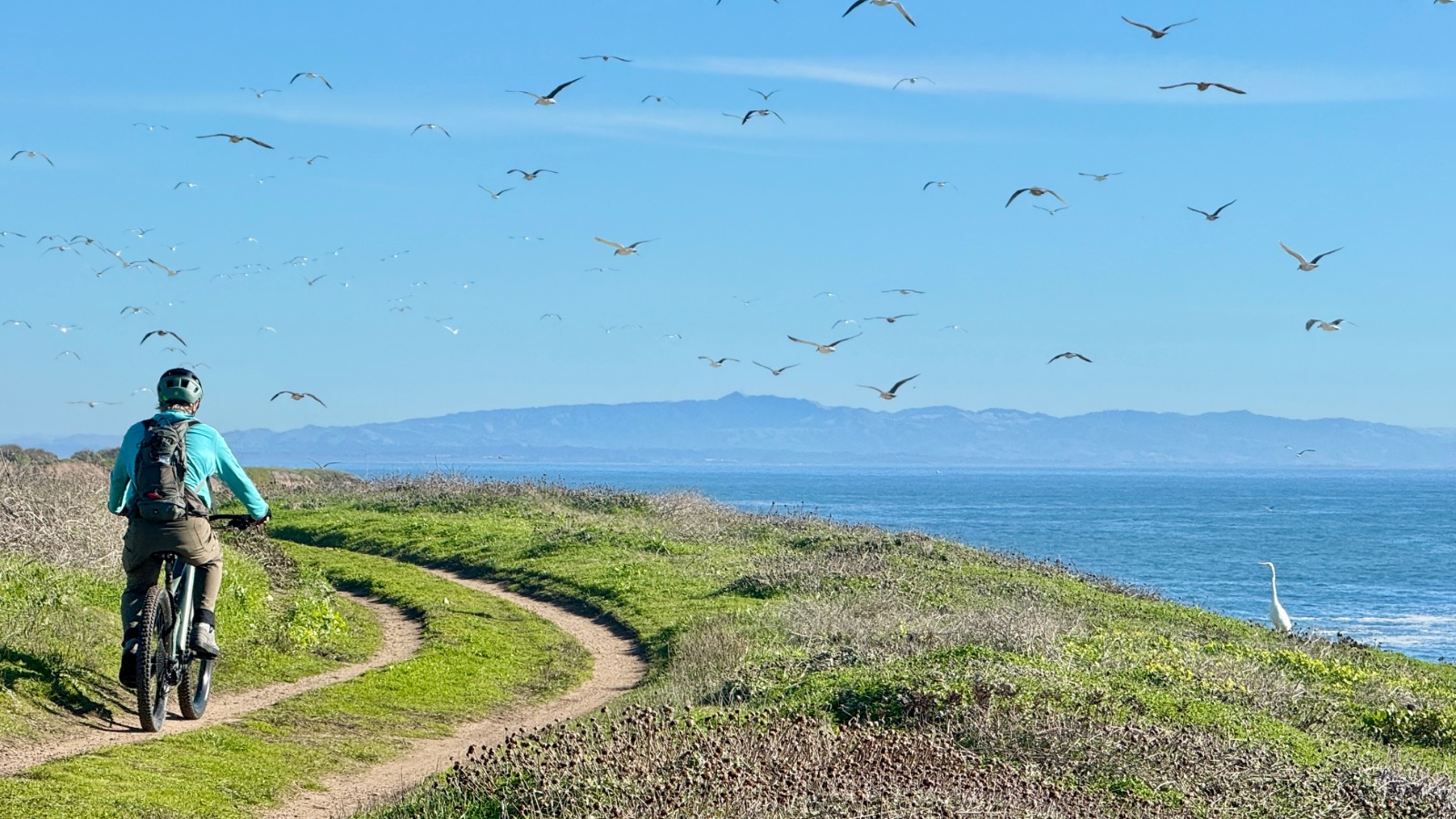 A mountain biker rides along a coastal dirt trail overlooking the ocean, with seabirds flying overhead, distant mountains on the horizon, and a white bird standing near the shoreline.