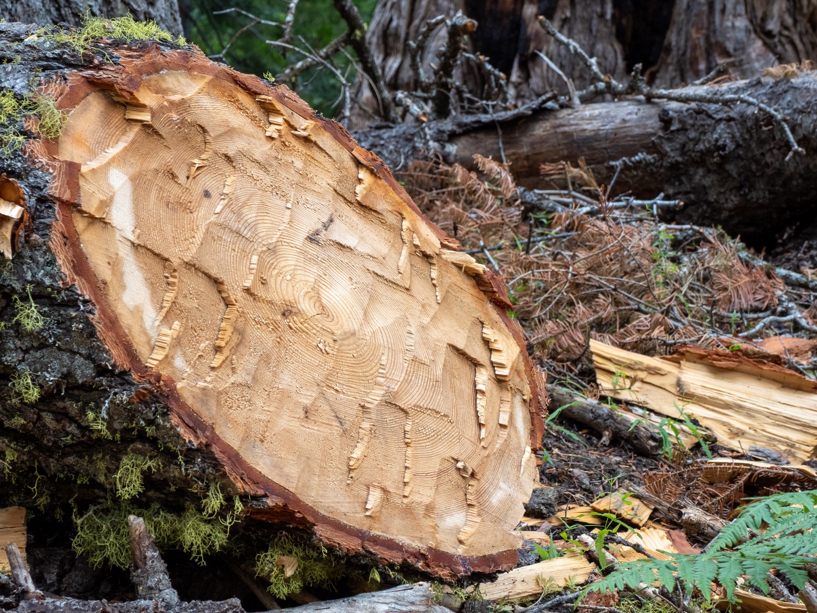 A freshly cut tree trunk lies on the forest floor, showing visible growth rings and wood chips, with moss, branches, ferns, and fallen logs surrounding it.