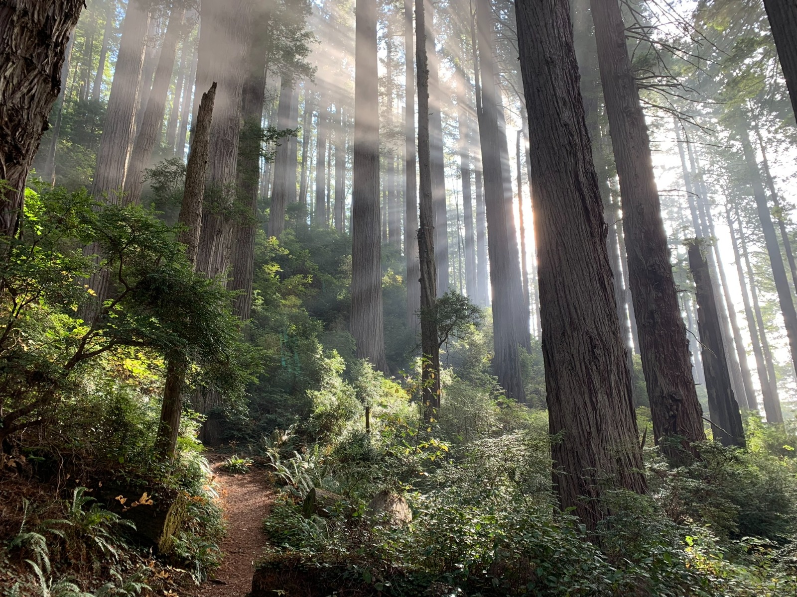 Sunbeams filter through tall redwood trees in a lush forest, illuminating ferns, shrubs, and a narrow dirt trail winding through the understory.