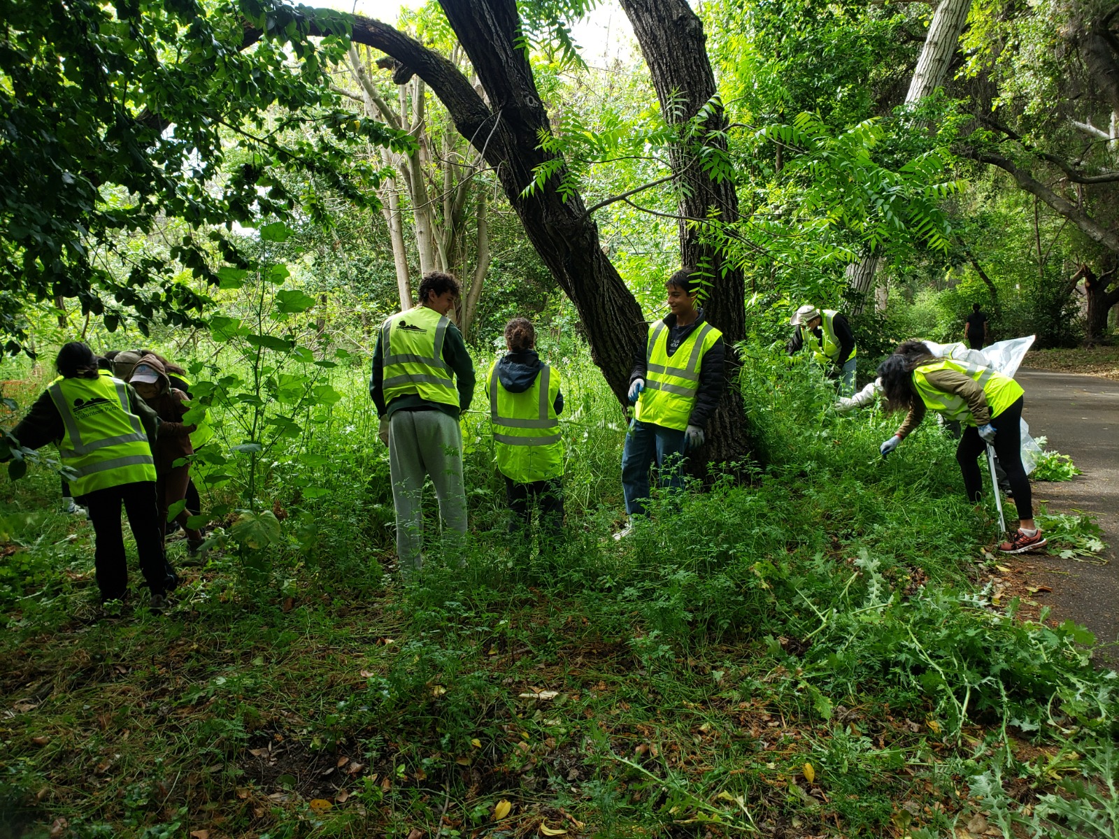 Volunteers in bright safety vests work together to clear vegetation and collect debris along a wooded trail corridor.