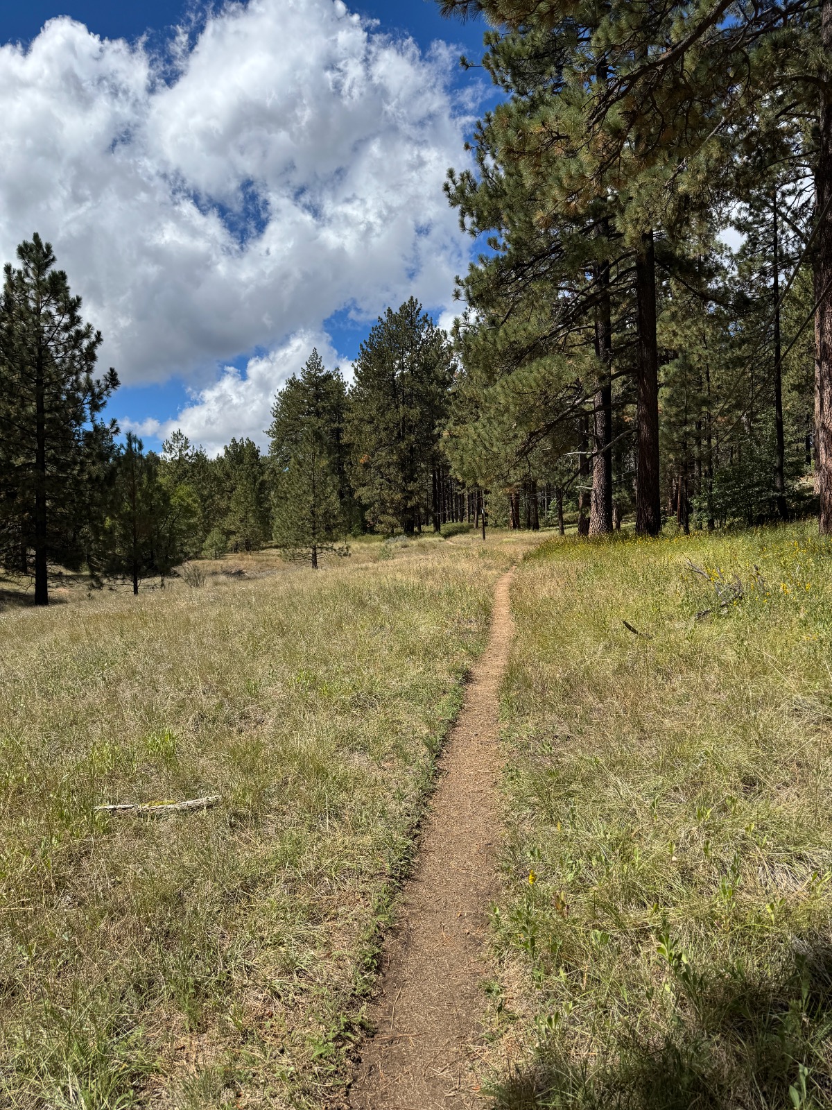 A narrow dirt trail winds through a grassy meadow lined with tall pine trees, under a bright blue sky filled with large white clouds.