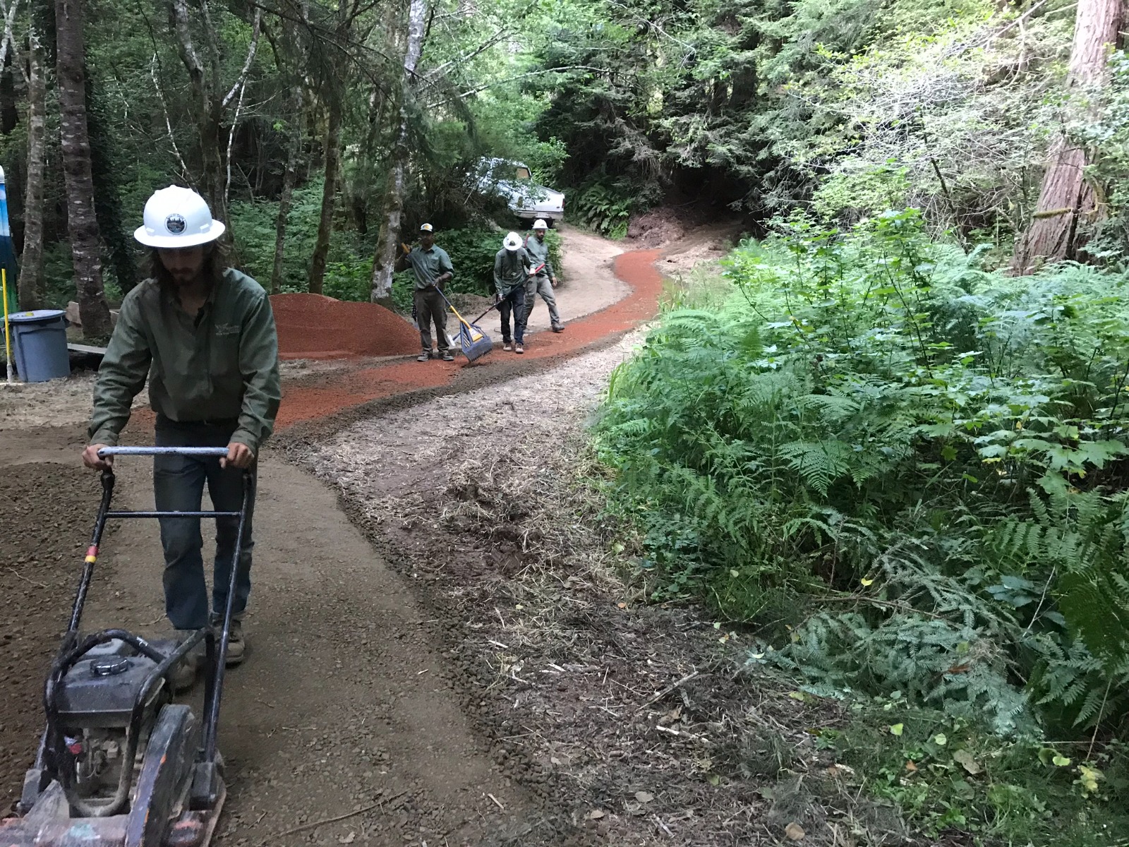 Trail crew members in hard hats use equipment and rakes to build or repair a winding forest trail bordered by dense ferns, shrubs, and trees.